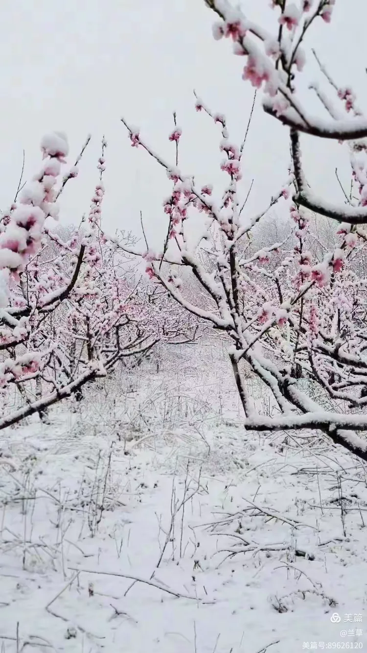 桃花雪